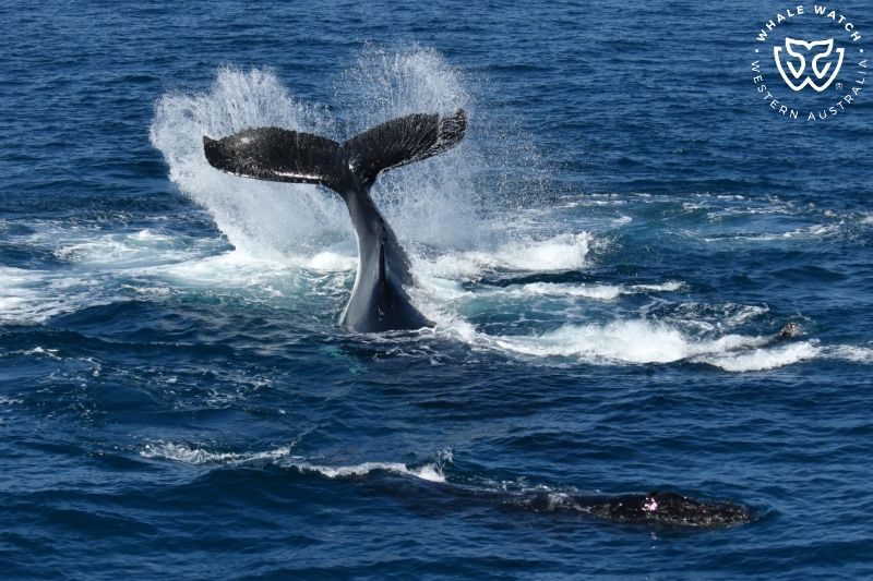 Whale Watch Western Australia