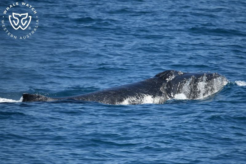 Whale Watch Western Australia
