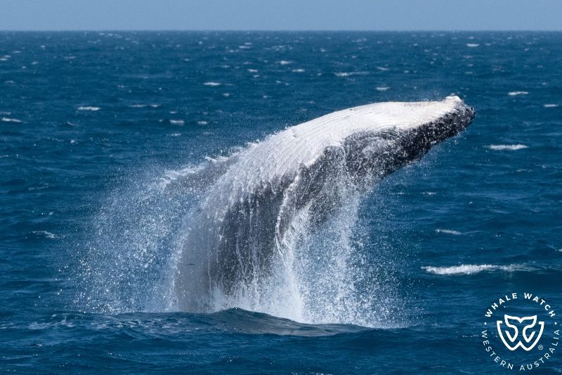 Whale Watch Western Australia