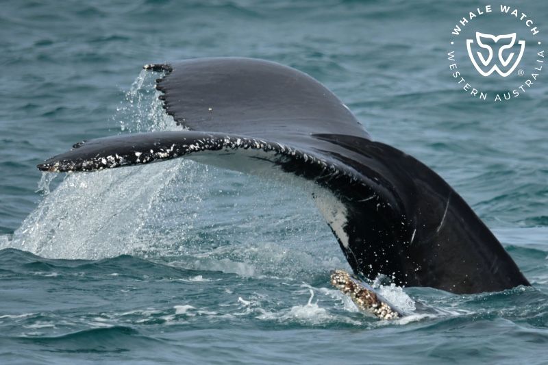 Whale Watch Western Australia