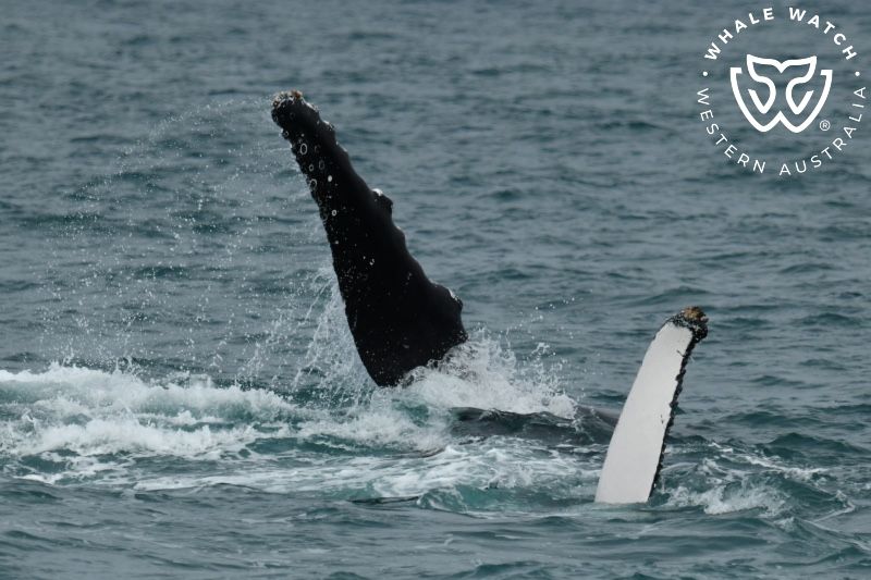 Whale Watch Western Australia