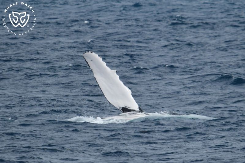 Whale Watch Western Australia