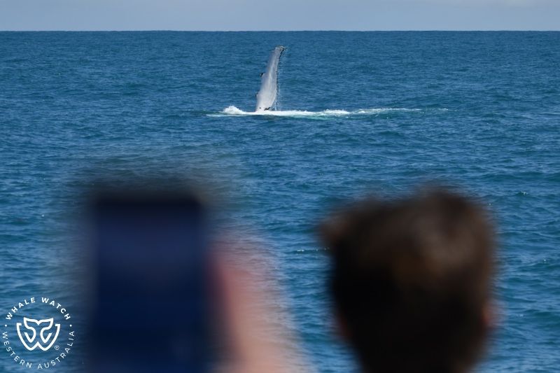 Whale Watch Western Australia