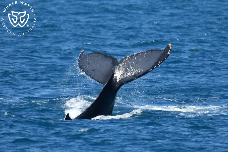 Whale Watch Western Australia