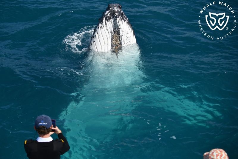 Whale Watch Western Australia