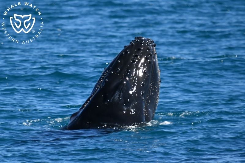 Whale Watch Western Australia