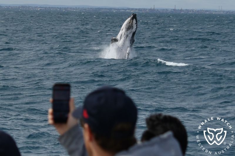 Whale Watch Western Australia