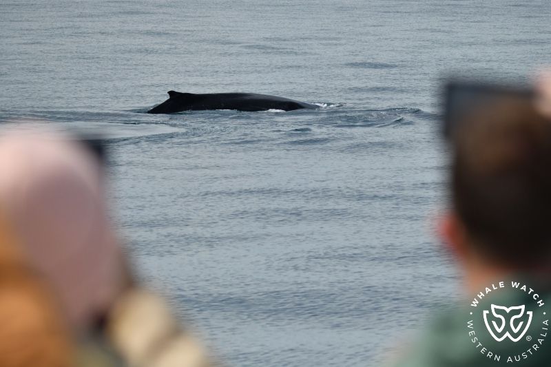 Whale Watch Western Australia