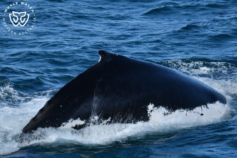 Whale Watch Western Australia