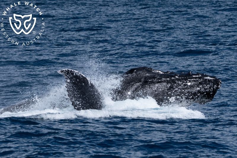 Whale Watch Western Australia