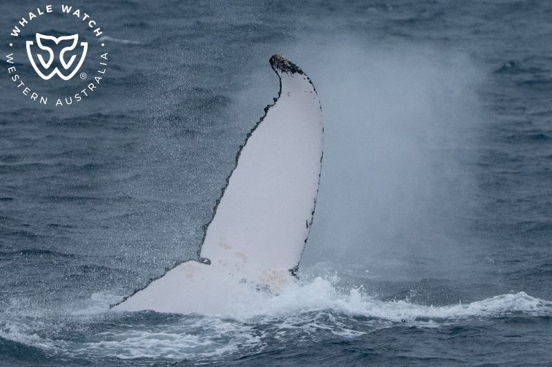 Whale Watch Western Australia