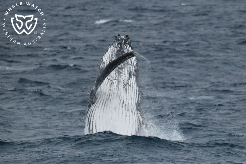 Whale Watch Western Australia