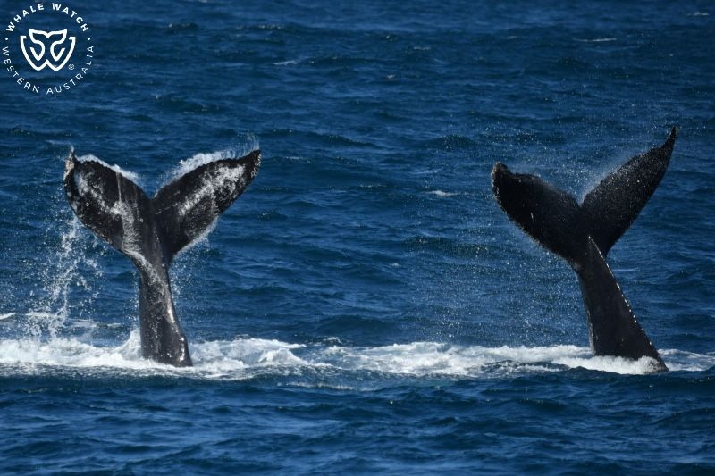 Whale Watch Western Australia