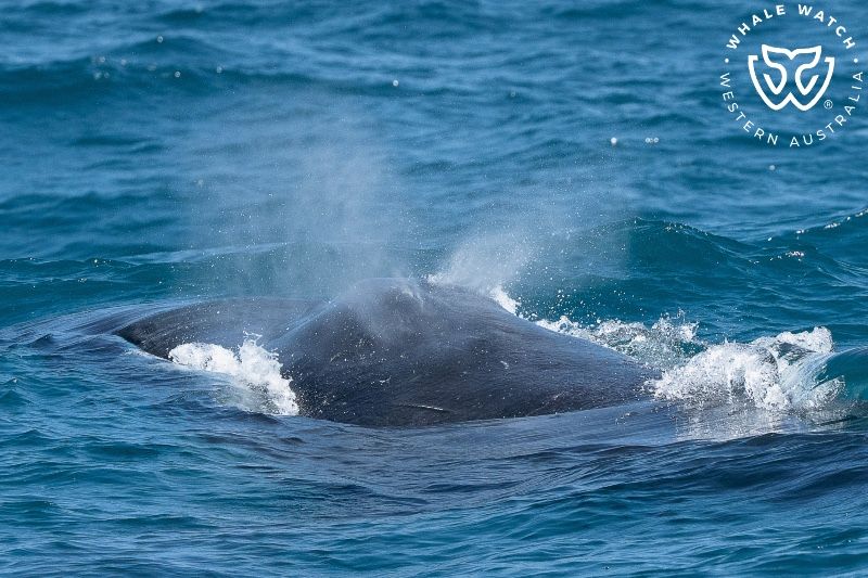 Whale Watch Western Australia