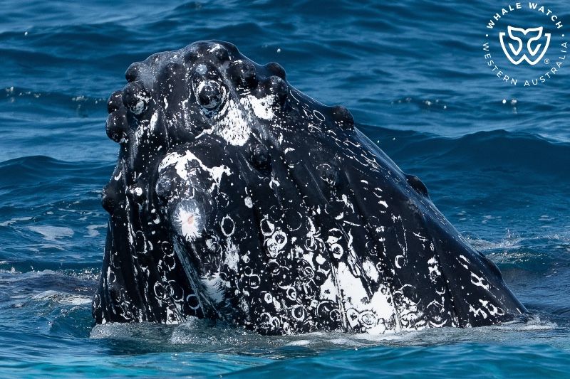 Whale Watch Western Australia