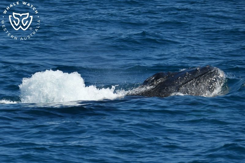 Whale Watch Western Australia