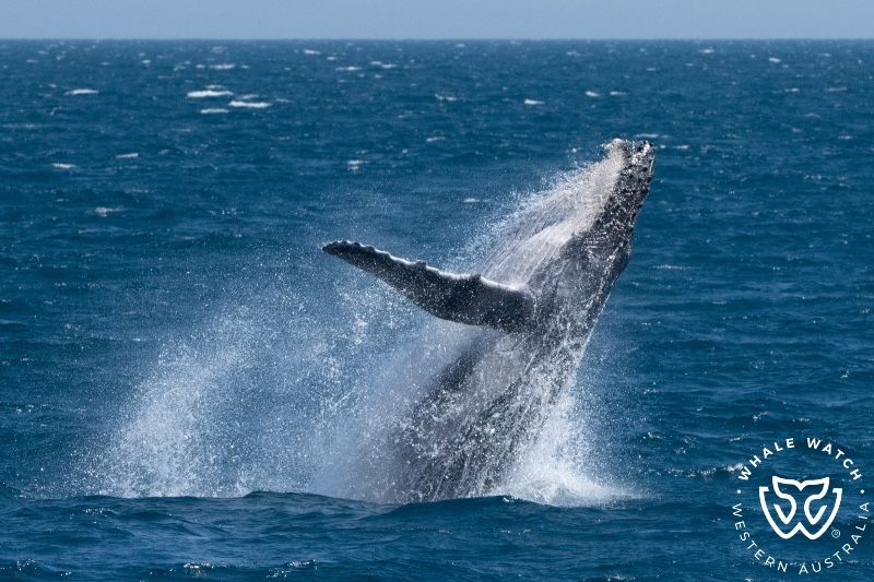 Whale Watch Western Australia