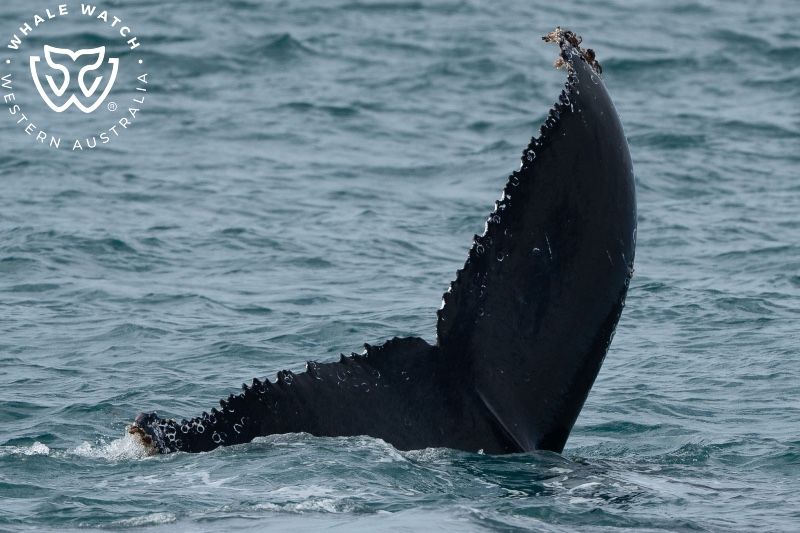 Whale Watch Western Australia