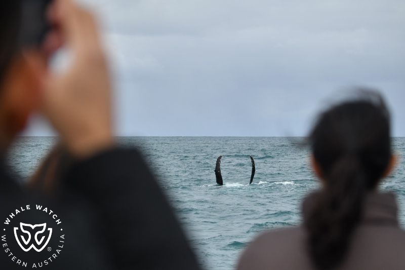 Whale Watch Western Australia