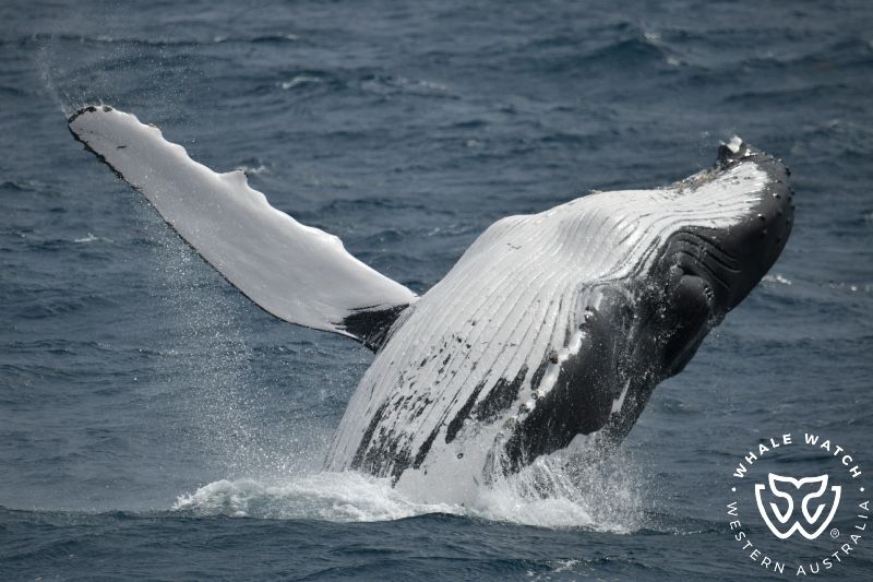 Whale Watch Western Australia
