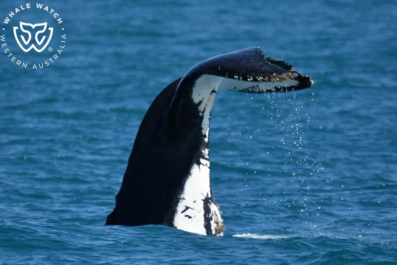 Whale Watch Western Australia