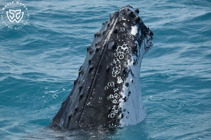 Whale Watch Western Australia