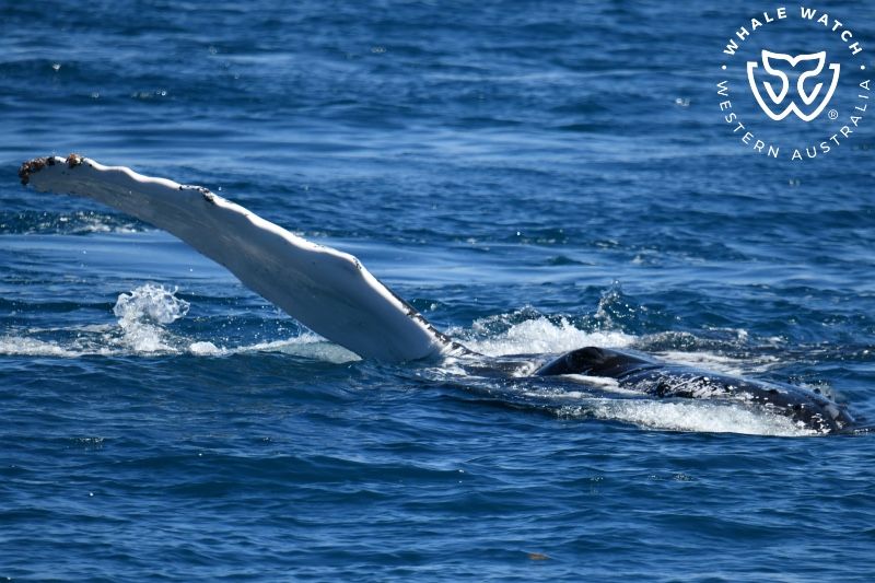 Whale Watch Western Australia