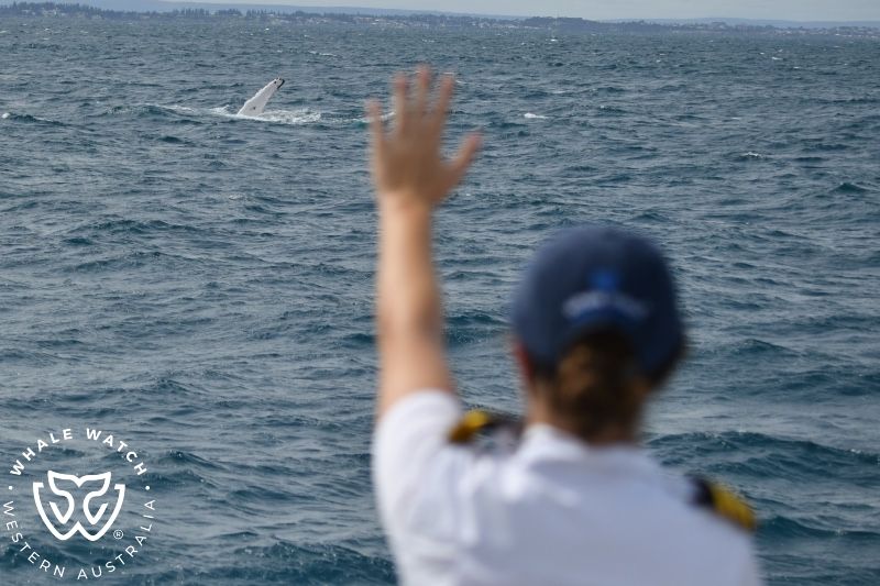 Whale Watch Western Australia