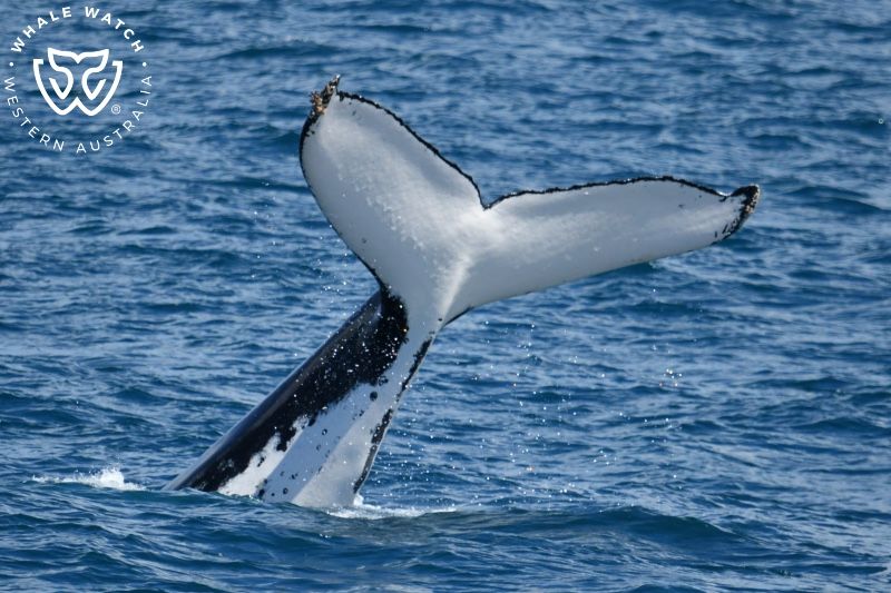 Whale Watch Western Australia