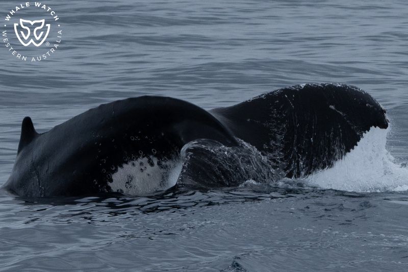 Whale Watch Western Australia
