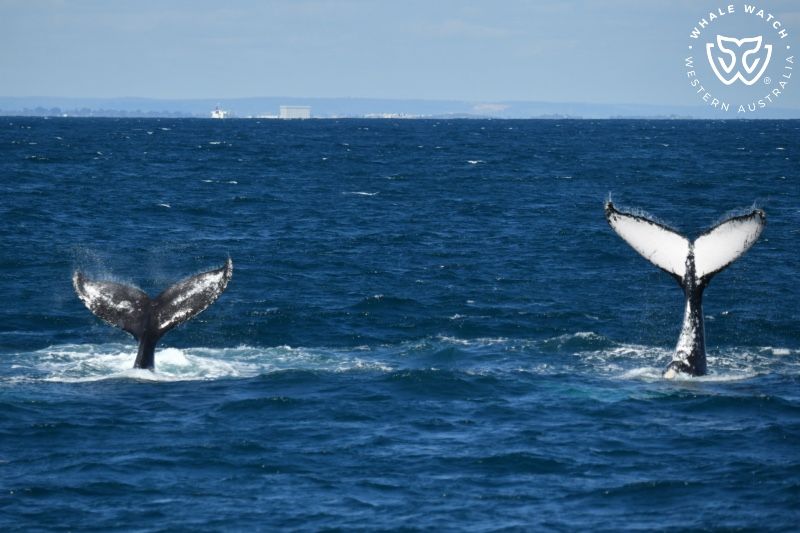 Whale Watch Western Australia