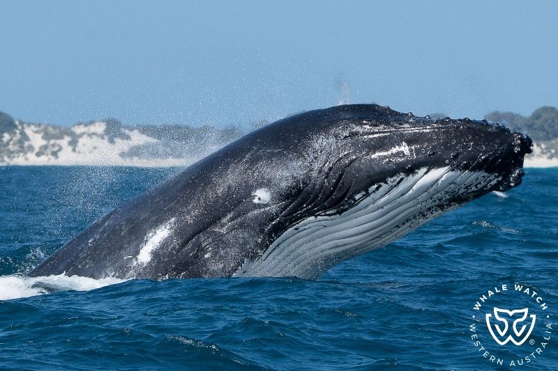 Whale Watch Western Australia