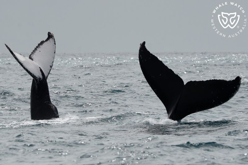 Whale Watch Western Australia