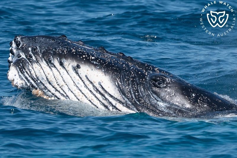 Whale Watch Western Australia