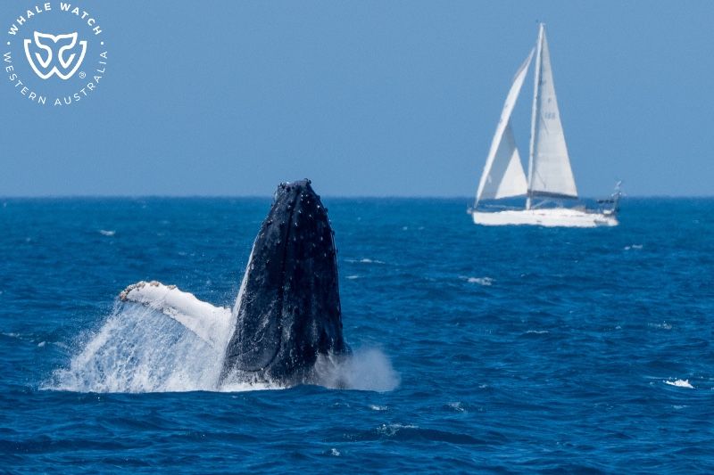 Whale Watch Western Australia