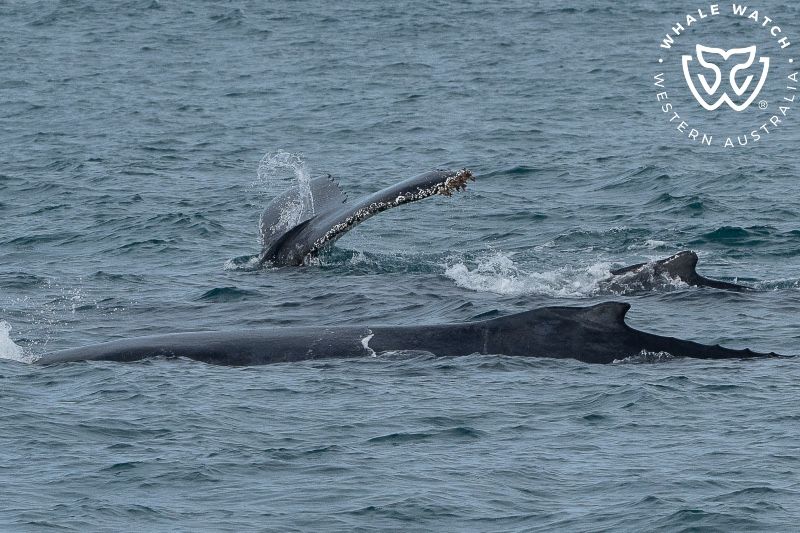 Whale Watch Western Australia