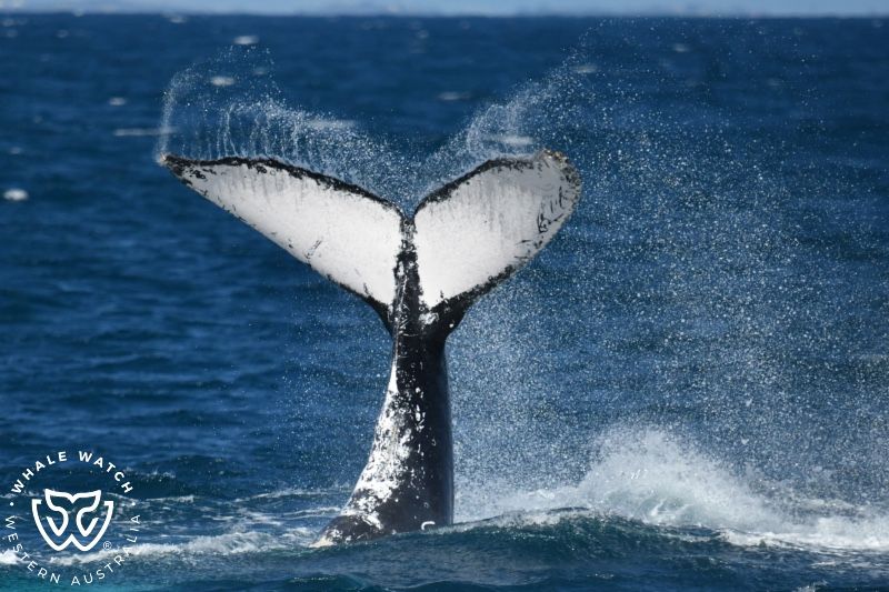 Whale Watch Western Australia