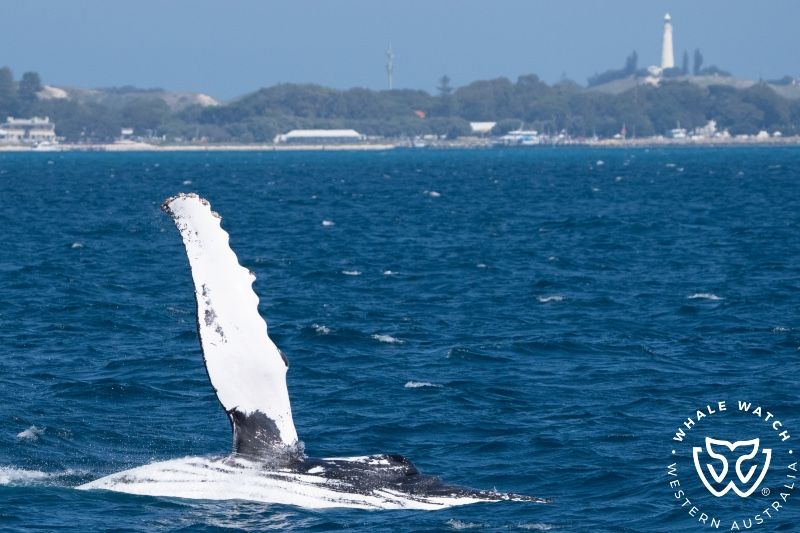 Whale Watch Western Australia