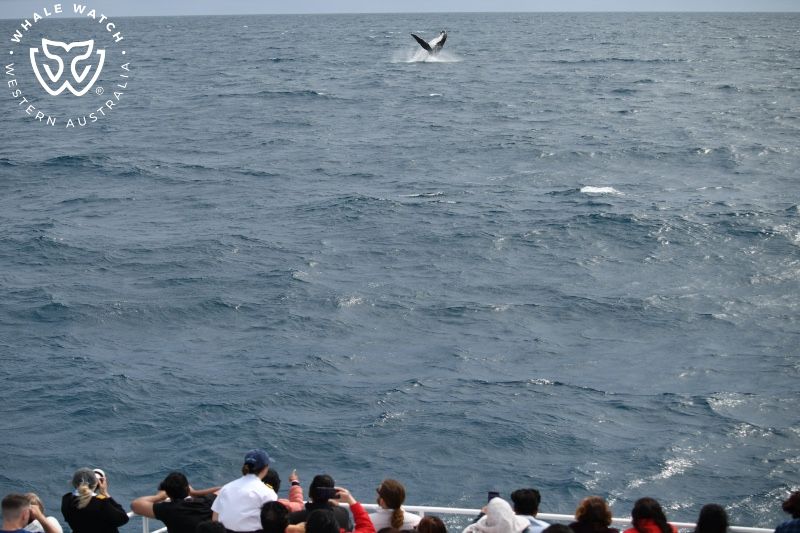 Whale Watch Western Australia
