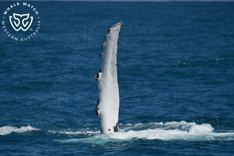 Whale Watch Western Australia