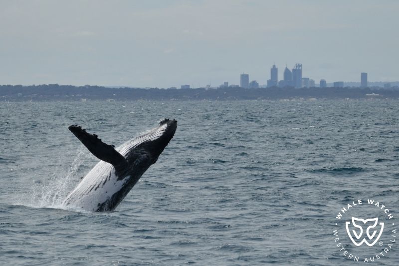 Whale Watch Western Australia