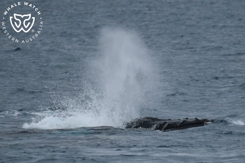 Whale Watch Western Australia
