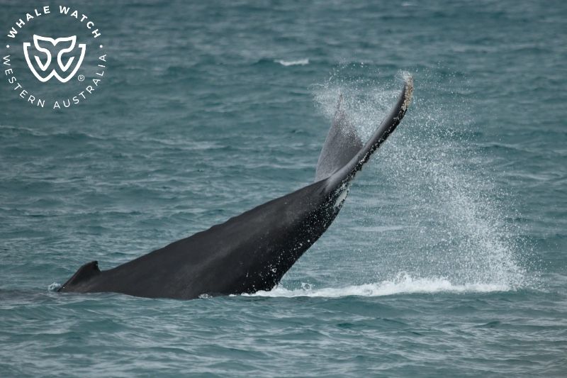 Whale Watch Western Australia