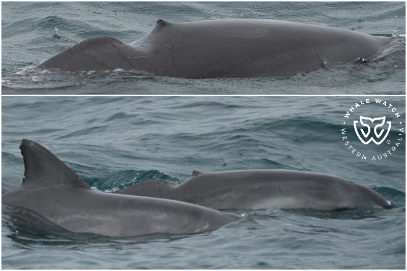 Whale Watch Western Australia
