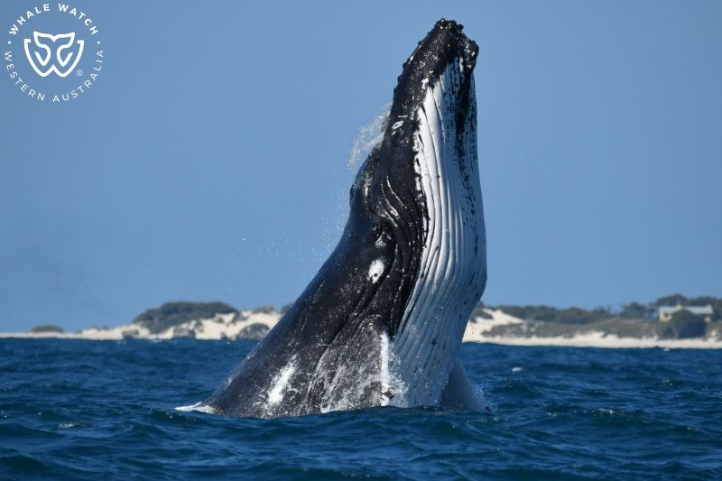 Whale Watch Western Australia
