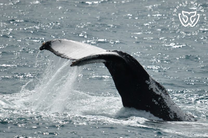 Whale Watch Western Australia