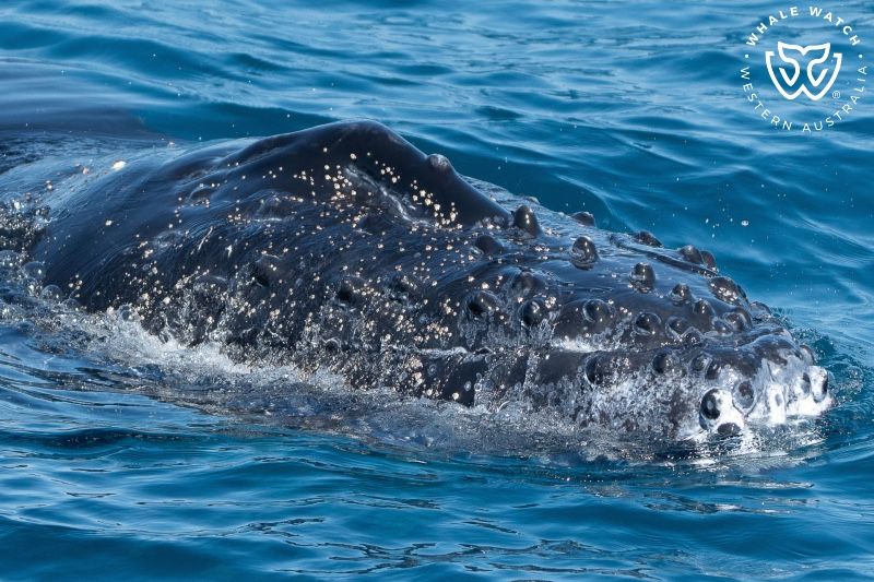 Whale Watch Western Australia