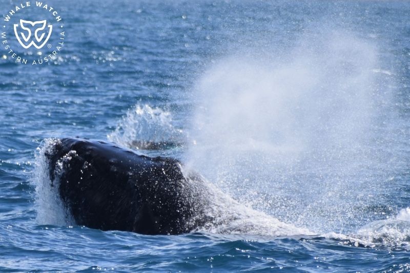 Whale Watch Western Australia