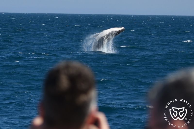 Whale Watch Western Australia