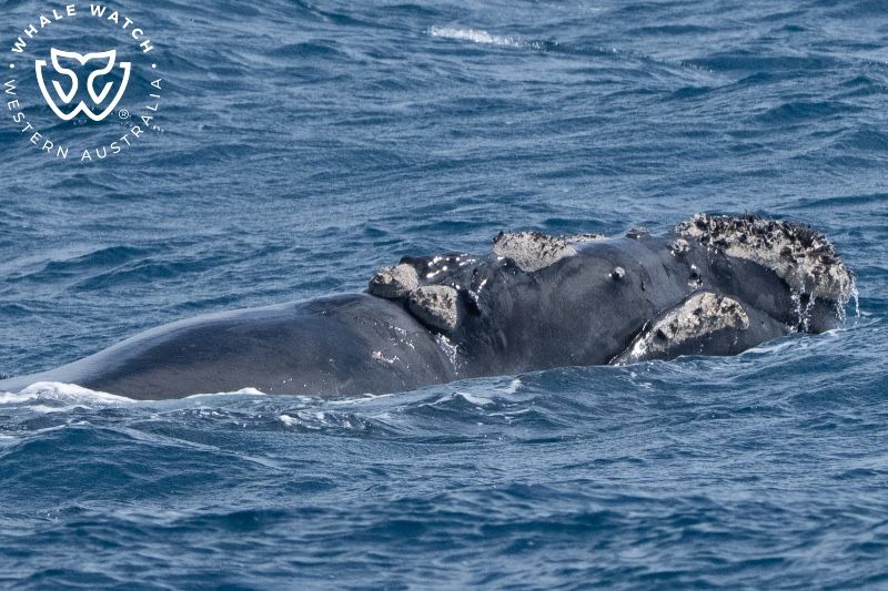 Whale Watch Western Australia